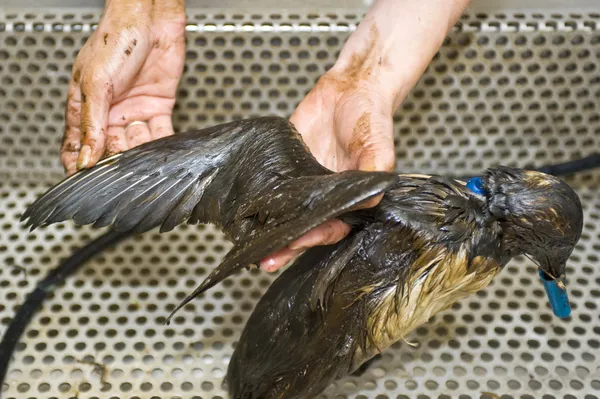 Czyszczenia oleju ptaków — Zdjęcie stockowe