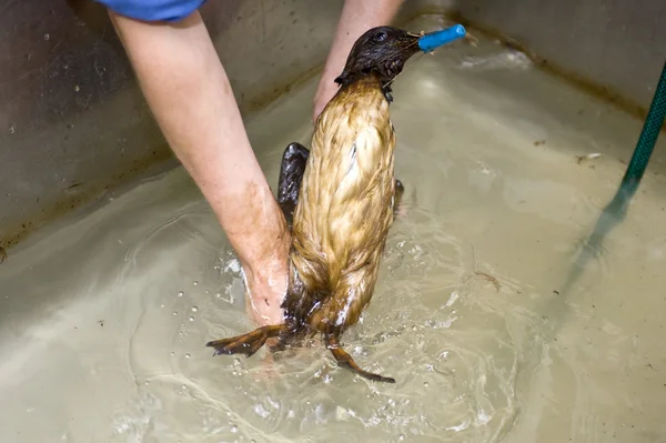 Очистка нефтяной птицы — стоковое фото