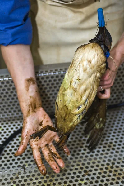 Rengöring en olja fågel — Stockfoto