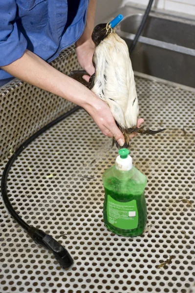 Kirlenmiş petrol guillemot bir hortum ile temizlik ve sabun. — Stok fotoğraf