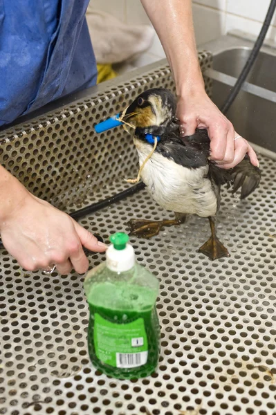 Limpieza de un guillemot contaminado con aceite con una manguera y jabón . — Foto de Stock