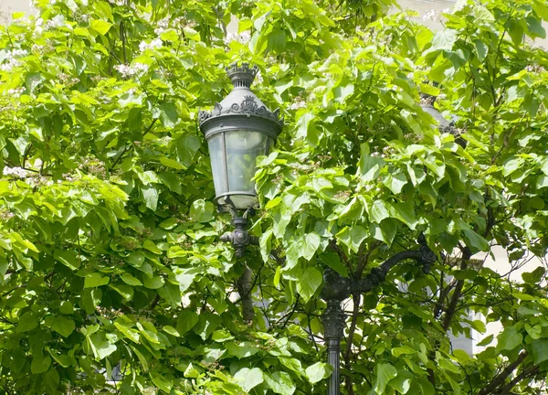 stock image Hidden Streetlight