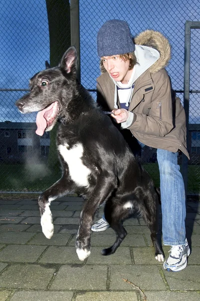Cão vicioso pulando longe de seu dono — Fotografia de Stock