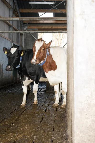 Neugierige Kühe — Stockfoto