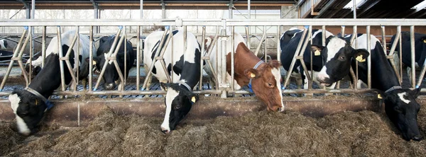 Fütterung von Rindern — Stockfoto