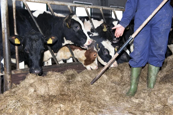Feeding heifer — Stock Photo, Image