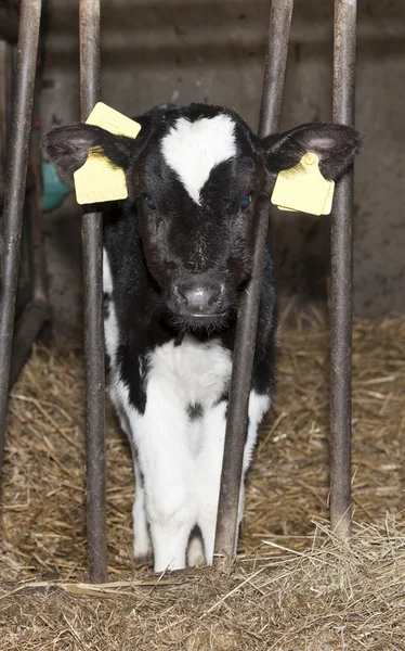 Heifer behind bars — Stock Photo, Image