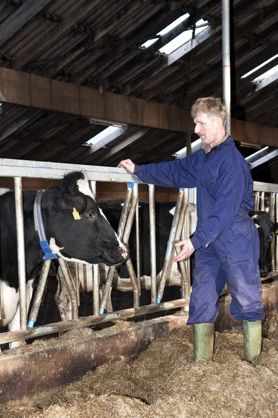 Agricultor e vaca — Fotografia de Stock