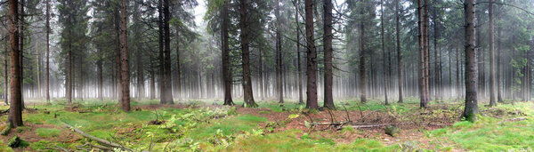 Мисти Форест
