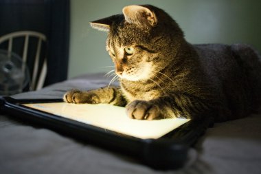 kedi ve tablet