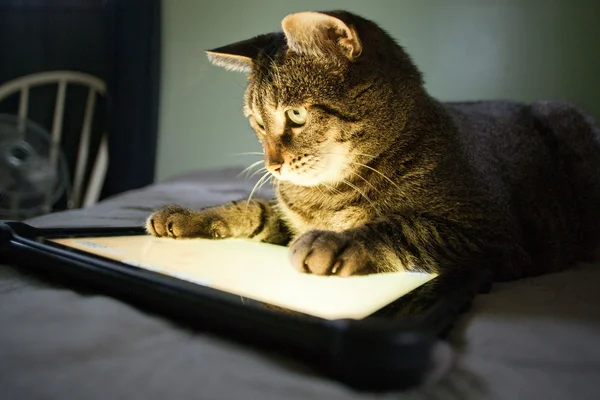 Kat en Tablet PC — Stockfoto
