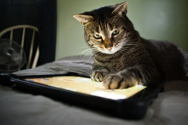 猫とタブレット ロイヤリティフリーのストック画像