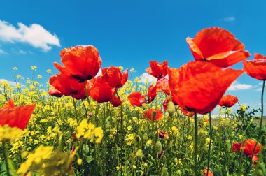 Poppy flowers clipart