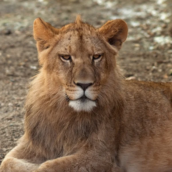Joven león — Foto de Stock