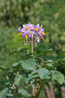 Potato flower clipart