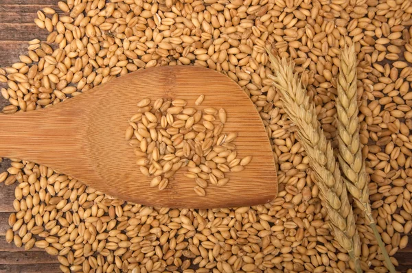 밀 곡물 — 스톡 사진