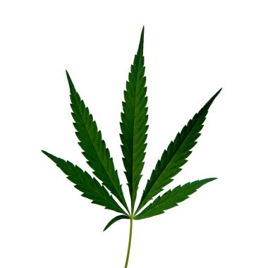 marihuana yaprağı