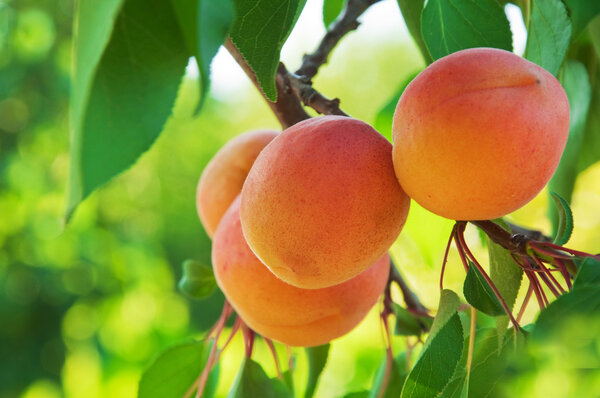 Ripe Apricots