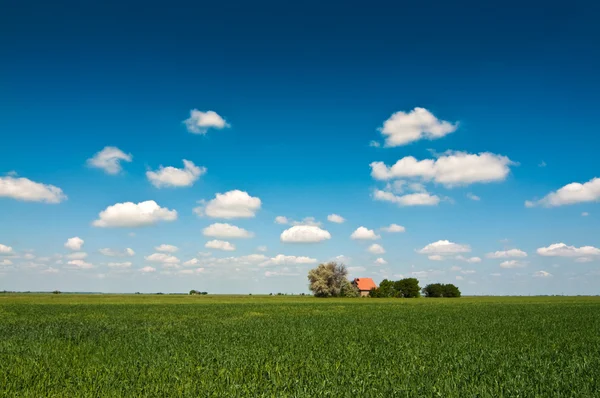 Agricultural field with a house — Stock Photo, Image