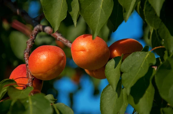Ripe Apricots — Stock Photo, Image