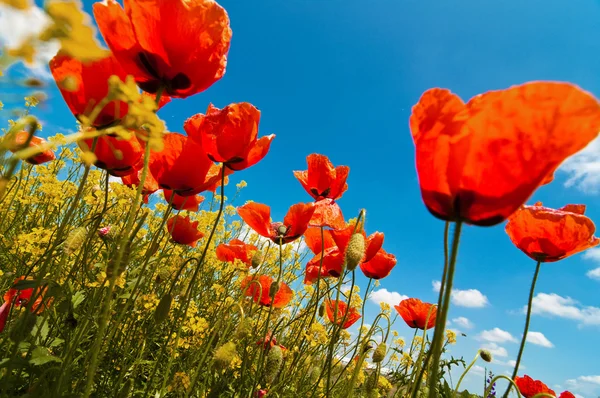 Flores de amapola — Foto de Stock