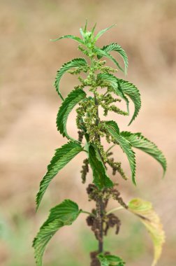 Stinging nettle clipart