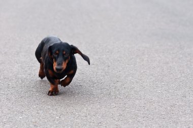 Dachshund dog clipart