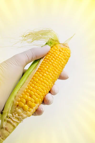 Kukurydza, inżynierii genetycznej — Zdjęcie stockowe