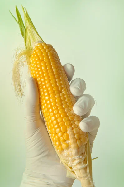 Кукуруза, генная инженерия — стоковое фото