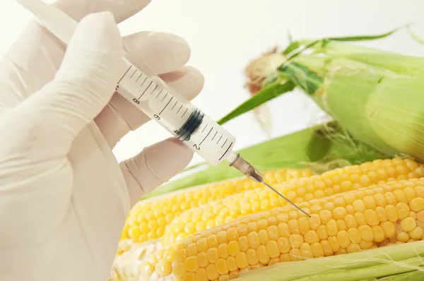 Kukuřice, genetické inženýrství — Stock fotografie