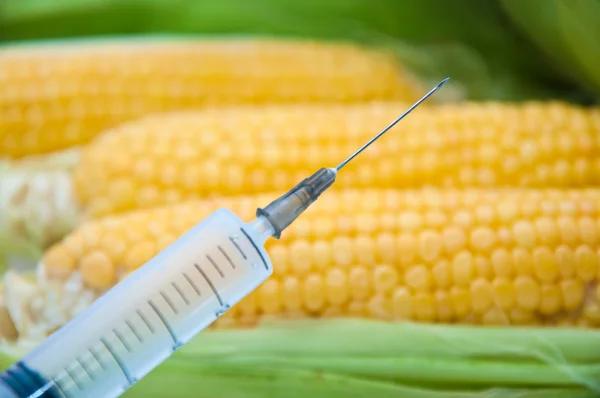 Kukuřice, genetické inženýrství — Stock fotografie