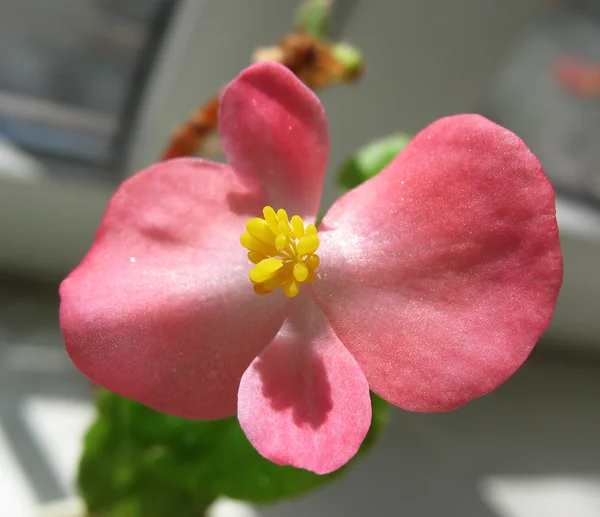 Begonya semperflorens, bir aile begonievye — Stok fotoğraf