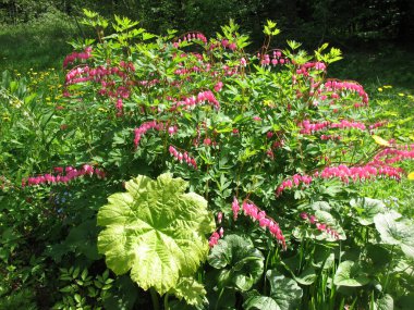 Ditsentry muhteşem çiçekli çalı (Dicentra spectabilis)