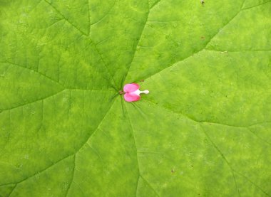 Yaprak astilboides (Astilboides tabularis) çiçek ditsentry mükemmel (Dicentra spectabilis) ile bitkiler. Arka plan