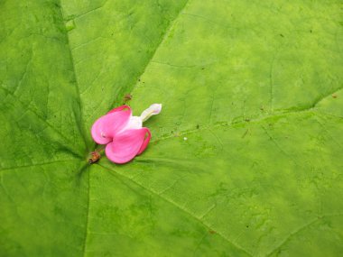 Yaprak astilboides (Astilboides tabularis) çiçek ditsentry mükemmel (Dicentra spectabilis) ile bitkiler. Arka plan