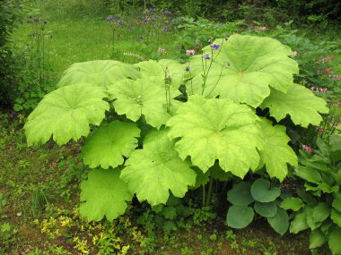 Astilboides (Astilboides tabularis) gölgeli çiçek yatakta