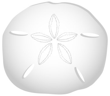 Sand Dollar Isolated on White clipart