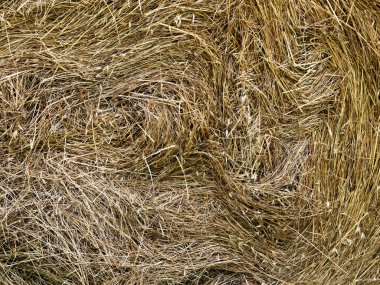 Fresh mown hay background detail clipart