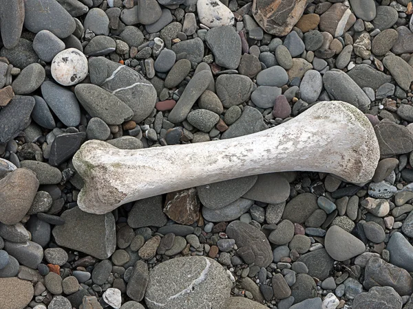 ペブル ・ ビーチ - 背景に打ち上げられた漂白された骨 — ストック写真