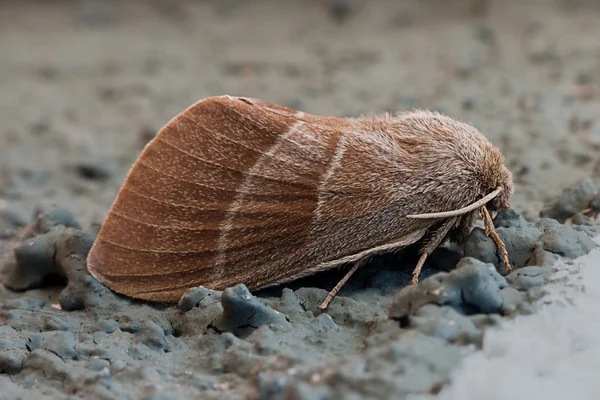 Fox Moth macro - Macrothylacia rubi — Stock Photo, Image
