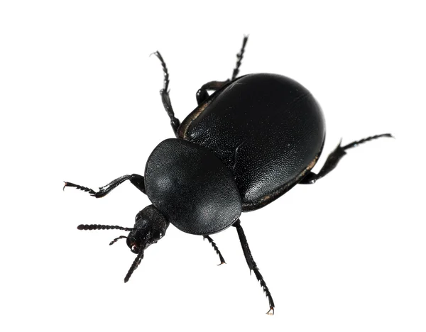 Dung aka Dor Beetle, macro over white - Geotrupes stercorarius — Stock Photo, Image