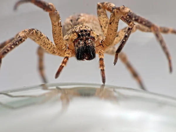 stock image Spider advancing - arachnophobia nightmare