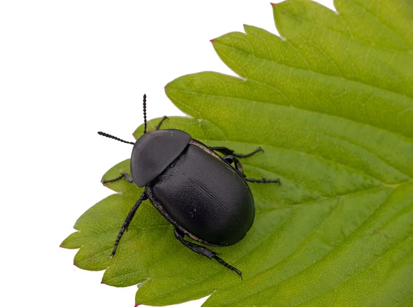 Dung aka Dor Beetle on leaf - Geotrupes stercorarius — Stock Photo, Image