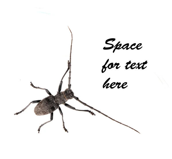 Bug genérico ou besouro - isolado sobre fundo branco — Fotografia de Stock