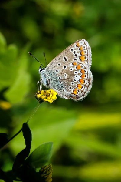 Polyommatus icarus - Common Blue butterfly — Stock Photo, Image