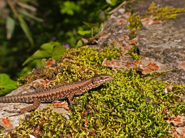 stock image Lizard on mossy wall macro