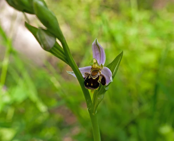 Orquídea de abelha macro - Ophrys apifera — Fotografia de Stock