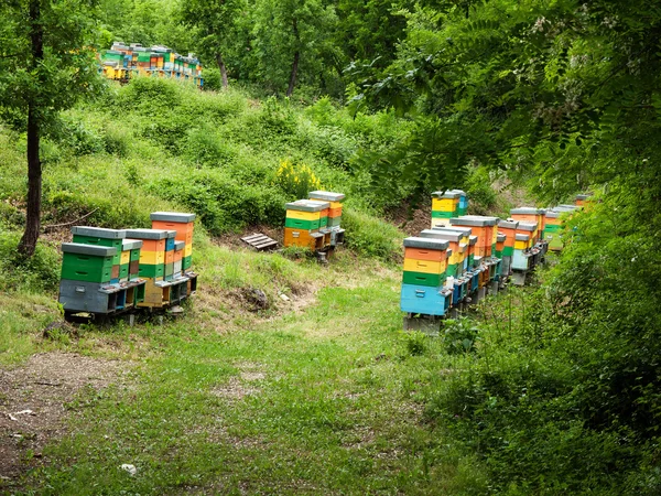 stock image Beehives, apiculture