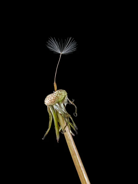 Solitary, lonely, alone - concept, dandelion seed — Stock Photo, Image