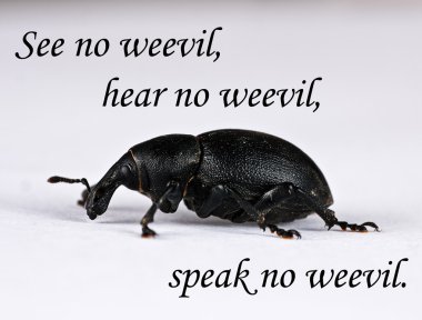 See no weevil - pest control clipart